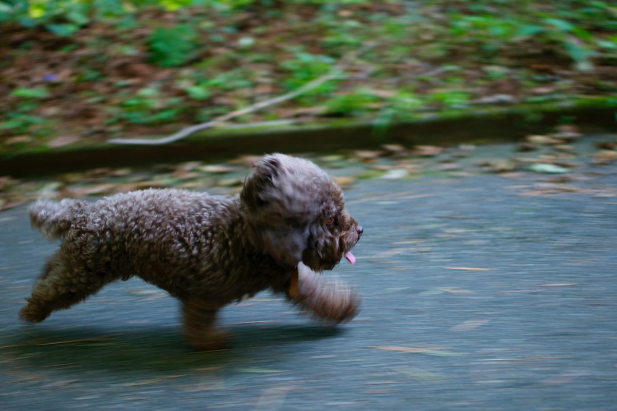 Hundvalp som springer på asfalt.